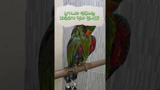 뉴기니아앵무새는 파우더가 없다구요?    #뉴기니아 #…