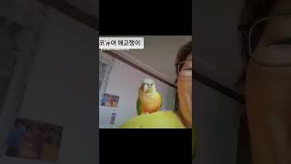 앵무새 분양코뉴어앵무새 #발목링  주문도받습니다 010…