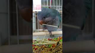 조생 5개월 퀘이커 앵무새 알곡 적응기 그땐 그랬지~