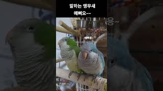 말하는 앵무새 하늘이와 바다의 "예뻐요~" -  #노래하는앵무새 #말하는앵무새 #퀘이커앵무새 #앵무새부부
