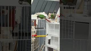 초롱♡연두#초롱 연두  앵무새#코뉴어 #parrot #반려조