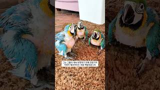 한 남자가 알을 잘못 품고 있는 마코앵무새를 발견한 후…