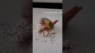 #코뉴어앵무새 #파인애플코뉴어 #스트레스해소 #반려조 …