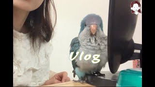 [일상 vlog] 퀘이커앵무랑 함께하는 출근준비| 난과 커리 만들어먹기