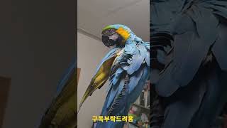 털 정리중인 루카 #청금강앵무새