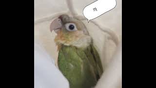 #코뉴어앵무새 #앵무새훈련 #앵무새키우기 체온을좋아해요.아직은 낯설어요
