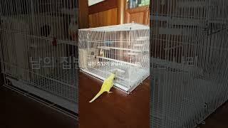 남의 집밥이 맛있게 보이니? #반려동물 #반려조 #birds #parrot #코뉴어앵무새 #루티노퀘이커