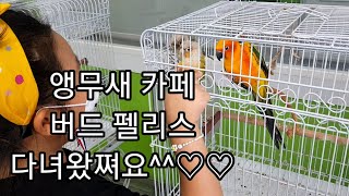 공서연.(앵무새)앵무새 카페.버드펠리스.날개.발톱손질.…