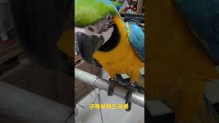 청금강앵무새 들깨 하나 먹방 #shorts