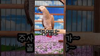 닭한테 시끄럽다고 화풀이 하는 앵무새 연구대상똘이#pa…