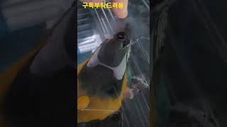 청금강앵무새 혓바닥 #shorts