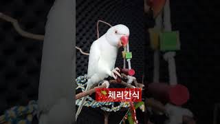 체리간식#parrot #앵무새#목도리앵무새 #코뉴어#모란#먹방#체리