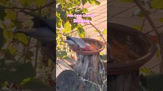 I Captured a Stunning Pink Galah Moment on Camera