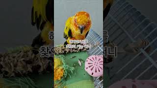 써니야 해바라기씨 없으면 어쩔거야?  #썬코뉴어 #parrot #앵무새 #해바라기씨 #sunflower seeds #찿으러 #on the way #없으면 #어쩔거야? #써니