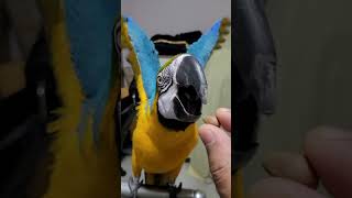 잣을 원하는 루카 #macaw #청금강앵무새 #청금강
