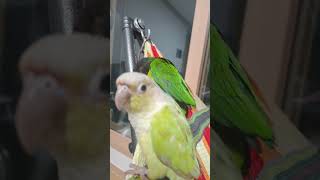 #랄라#앵무새#앵무#앵무새영상#코코#울랄라#귀여운영상
