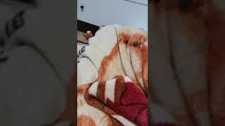 무편집동영상 코뉴어앵무새 Vlog_3일절에 죽을뻔함/빨…