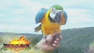 Matanglawin: Free Flight Parrot