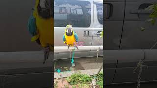 청풍이의 최애 장난감 #청금강앵무새