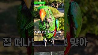 집 떠나면 개고생#앵무새 #뉴기니아 #아미#스타즈 #샤워#개고생#좋아요 #사랑스러운앵무새 #귀여운앵무새 #늘해랑