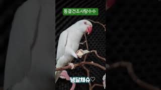 동결건조사탕수수간식#목도리앵무새#앵무새#parrot#먹방#간식#코뉴어#모란#동결건조#사탕수수