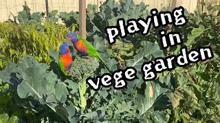 ❤️AUS parrots playing in vegetable garden 야채밭에서 즐겁게 노는 앵무새들 puppy is excited alone ? 강아지는 혼자 신남?