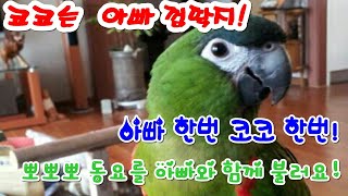 앵무새 뽀뽀뽀 동요를 아빠와 함께불러요 [앵무새친구TV…