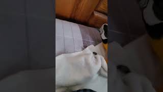 가끔 이유없이 흥분하는 루카 #shorts #청금강