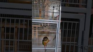 코뉴어앵무새#하랑이#하봉이#parrot#cute