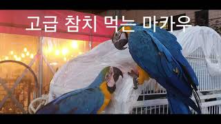 청금강 앵무새 참다랑어 참치맛 음미