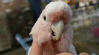 (Clip) 미첼코카투 긁긁 확대