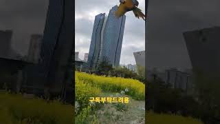 루카 오늘도 자유비행 연습 #청금강앵무새