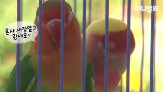 스스로 새장 문열고 앵무새 친구 만나러 오는 새