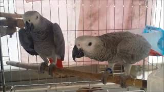 To raise a parrot well 3. (The…