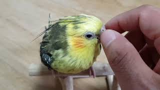 [앵무파파] 휴일을 보내는 왕관앵무새 베리의 일상, 아빠랑 놀기, 이사벨펄왕관앵무 [2020.02.31]