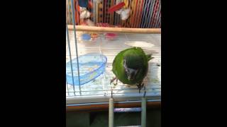 한스마카우 첫날