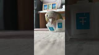 소망이의 일상(코뉴어)