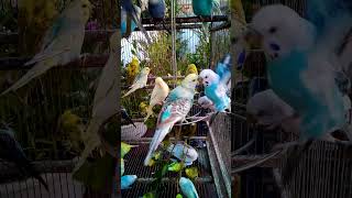 This Amazon bird toy is SO COOL#birds#parrot #birdslover #budgis #lovebirds #budgiegar #cute #health