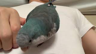 하늘이랑 놀아요  ( 블루퀘이커 / 앵무새 )