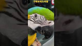 루카랑 지하철 #청금강앵무새