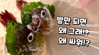 밤만되면 시끄럽게 싸우는 아기앵무새들?!#앵무새#코뉴어키우기#수다쟁이앵무새