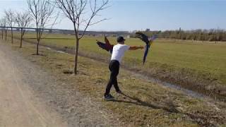 부산 대저 생태공원 홍금강 앵무새 홍금이와 청금강 앵무…