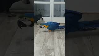 개동이와 새동이 #닥스훈트 #앵무새 #청금강 #마카우