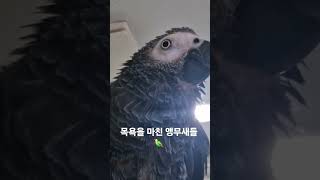 목욕이 끝난 앵무새  #parrot #앵무새 #birds #greyparrots #회색앵무 #conureparrot #코뉴어앵무새