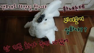 앵무새의 하악질 너 고양이니?코카투 유황앵무