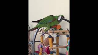 Swearing Severe Macaw not want…