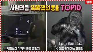너네 동물 맞아..? 사람만큼 똑똑해서 유명해진 동물 …
