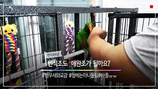 사람손을 거부하는 앵무새와 교감할수 있을까요?