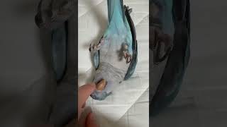 혼자 누워 있는  퀘이커 앵무새 베리