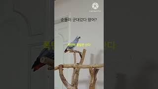 앵무새ㅡ순돌이 군대 갔다왔어?